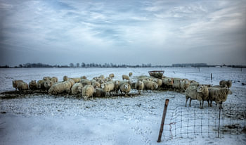 Eine Schafherde im Schnee