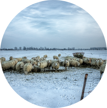 Een koppel schapen in de sneeuw van Henk Vrieselaar