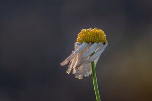 marguerite dans le vent sur Tania Perneel