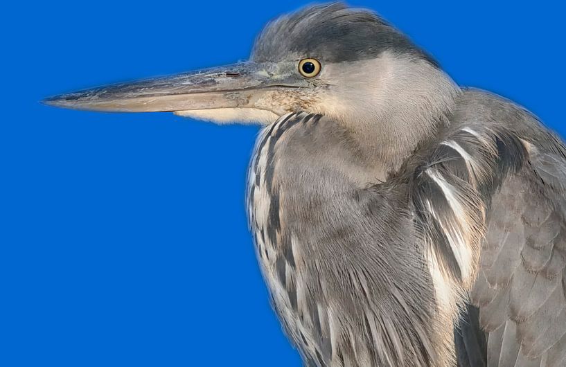 Reiger von Peter Bartelings
