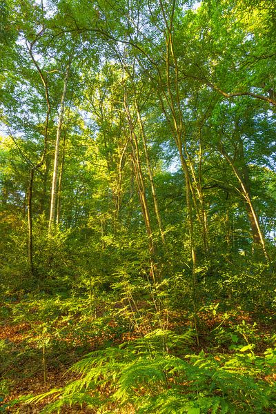 Sunrise in the forest (Groningen- Netherlands) by Marcel Kerdijk