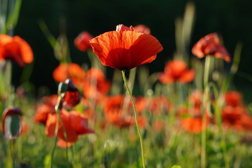 A field of poppies in the Dordogne by Rob van Hilten