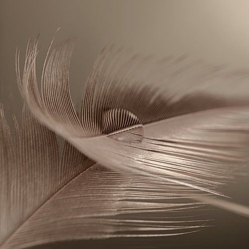 Stilleven in grijs - bruintinten: Een druppel op een veertje