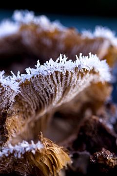 IJskristallen paddenstoel  van Martzen Fotografie
