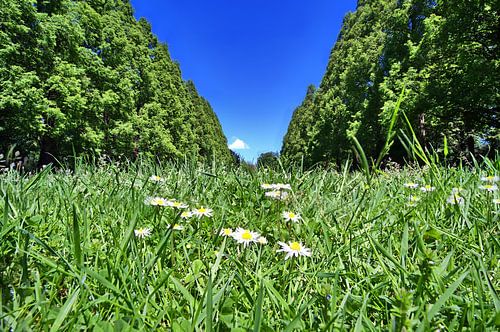 Bloemen en bomen