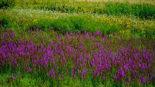 Biesbosch_impression