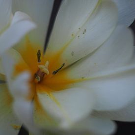 weiße Tulpe von Christel Zûm Grotenhoff