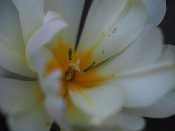 witte tulp van Christel Zûm Grotenhoff