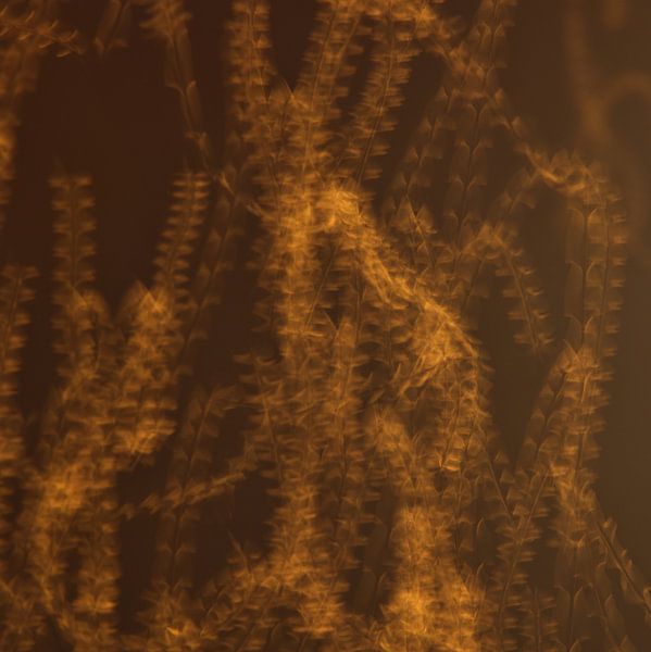 Tanzende Mücken während der goldenen Stunde von Anne Ponsen