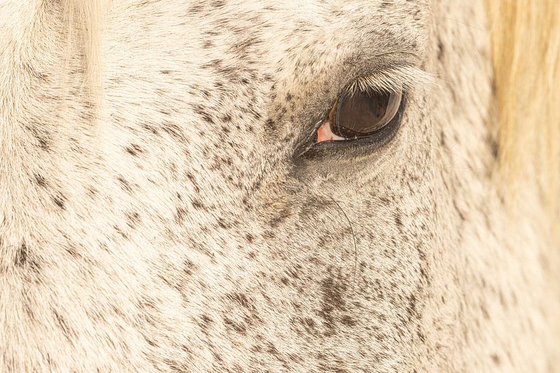 I see You (III) (colour) by Kris Hermans
