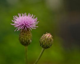 Chardon des champs avec bourgeon sur Iris Holzer Richardson
