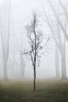 Alleen zichtbaar in de mist
