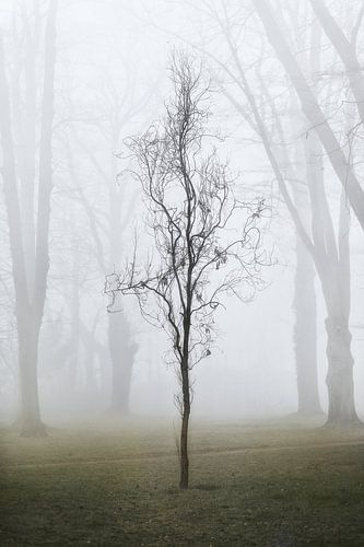 Visible uniquement dans le brouillard