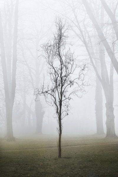 Visible only in the fog by Holger Bücker