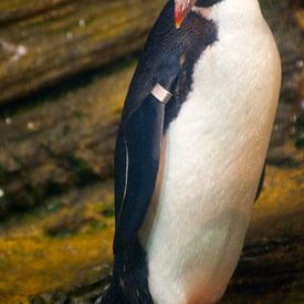 Macaroni Pinguin von David Dirkx