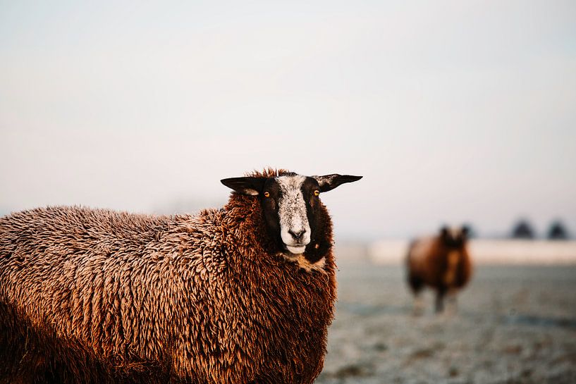 Schafe im gefrorenen Morgenlicht von Lindy Schenk-Smit