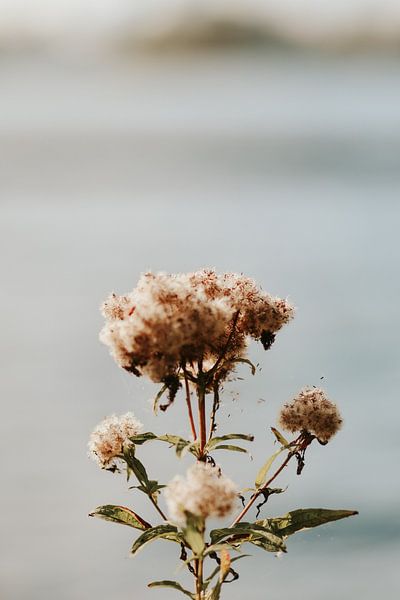 Feathery flower by Pixels by Alexandra Barka