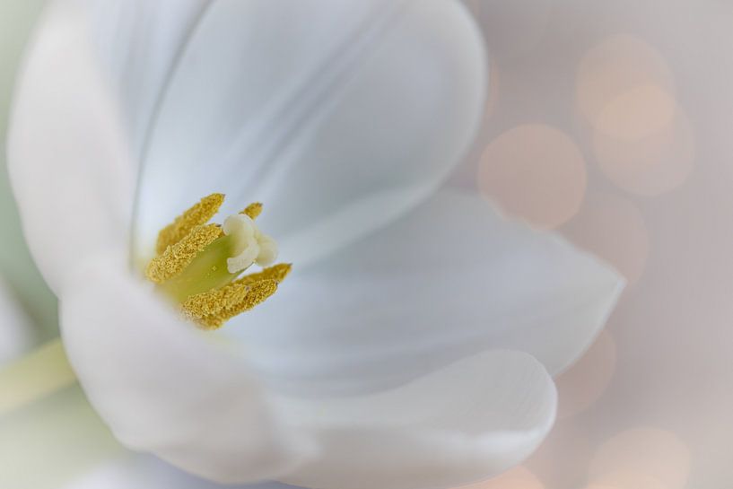 Weiße Tulpe mit Bokeh-Hintergrund von Jefra Creations