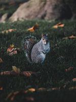Eekhoorns in de herfst