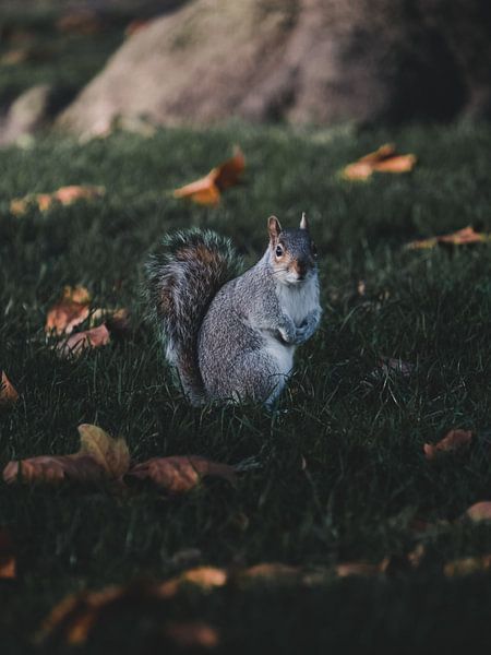Les écureuils en automne par Leo van Gemmern