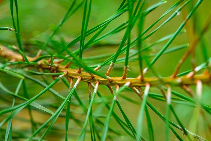 Détail d'un pin avec des aiguilles vertes fraîches par Sjoerd van der Wal Photographie