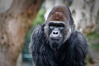 Gorilla portret met wazige achtergrond