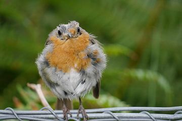 Weathered robin by Skyler Muller