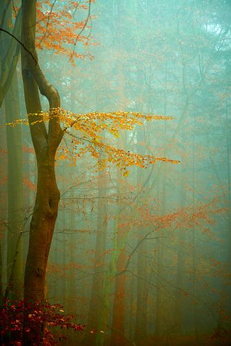 Der Zauber des Speulderbos