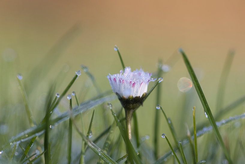 Daisy in Winter by Mireille Breen
