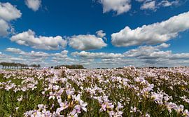 Pinksterbloemveld by Arnold Loorbach Photography