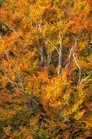 Autumn in the Cape Forest