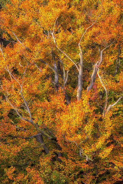 Herbst im Kapwald von Martijn Schruijer