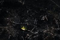 La grenouille verte - Le silence dans le marais