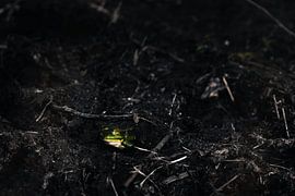 La grenouille verte - Le silence dans le marais