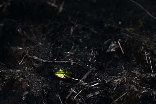 De Groene Kikker | Groen in het donker van Bob Mans