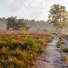 une belle matinée sur la lande dans le limbourg belge sur Fotografie Krist / Top Foto Vlaanderen