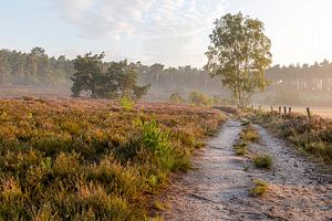 een prachtige ochtend op de heide in belgisch limburg