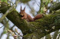 resting squirrel