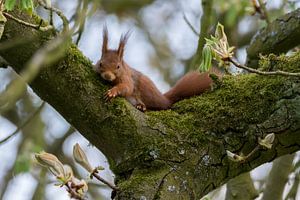 resting squirrel