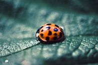 Ladybug digital art by Pix-Art By Naomi.k thumbnail