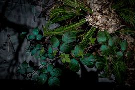 Wasserpflanzen im Wald von Faucon Alexis