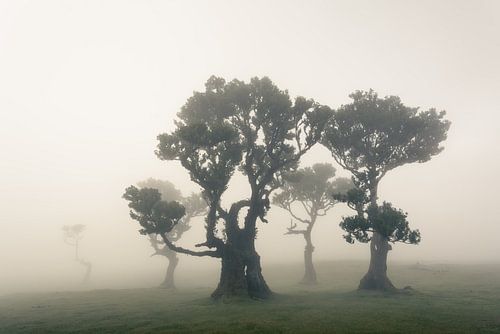 Fünfköpfige Familie - Bäume in Fanal Madeira von Vincent Fennis