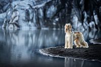 Afghan Hound Nora in Iceland