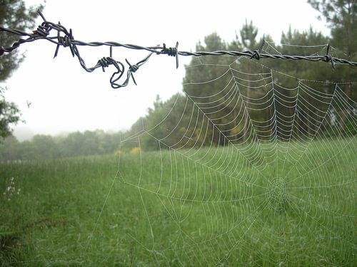 Het wereldwijde web.