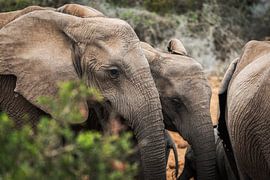 Olifanten von Trudy van der Werf