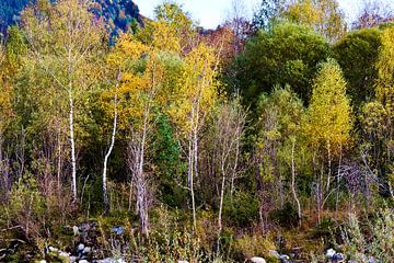 Birches in autumn by Reiner Borner