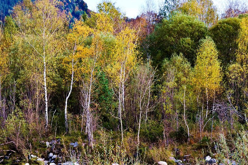 Berken in de herfst van Reiner Borner