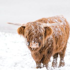 Schotse Hooglander in de sneeuw van Joyce van Wijngaarden