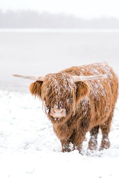 Schotse Hooglander in de sneeuw