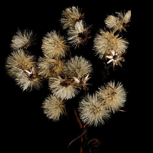 Pluis van een Herfstaster